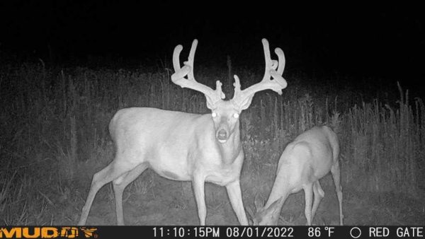 Muddy Mitigator Cellular 24MP Imaging Trail Camera with 80 Feet Detection - Image 8