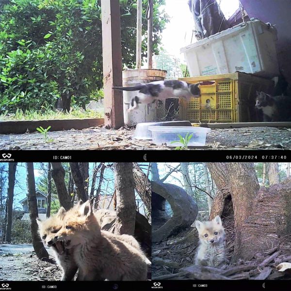 trail cameras