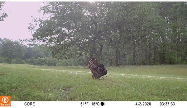 Bushnell Trail Camera CORE S-4K, No-Glow Game Camera with 4K Video and 1.5” - Image 8