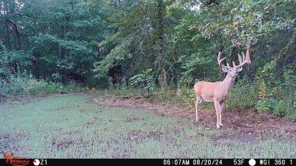 Wildgame Innovations Orbit 360 Degree Cellular Trail Camera - Image 9
